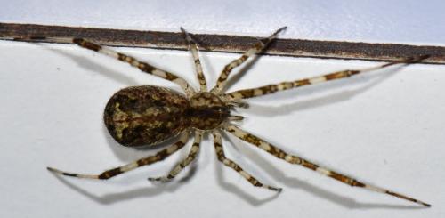 Episinus maculipes